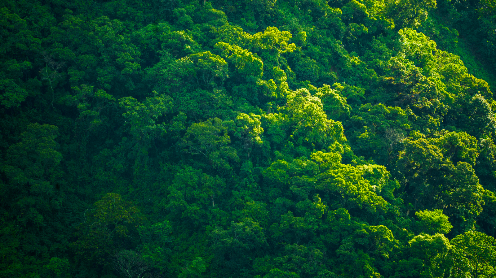 foret frame web